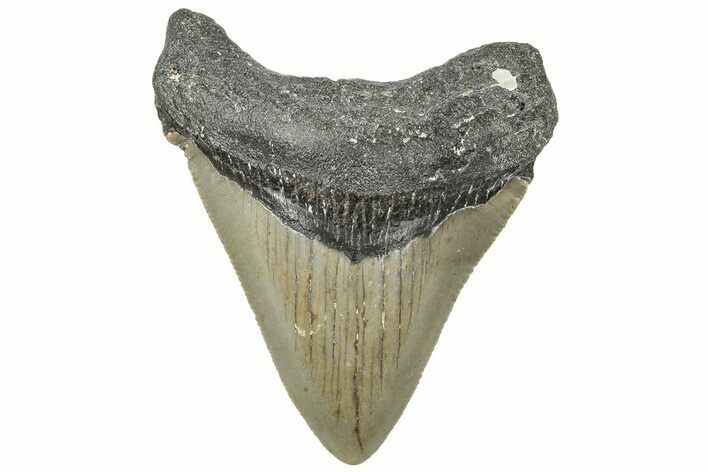 Serrated, Fossil Megalodon Tooth - North Carolina #308592